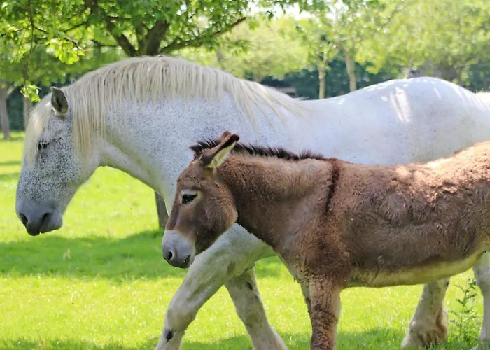 Maison De Charme A Monnai, Animaux Acceptes, Jardin Et Terrasse - Fr-1-497-214 Nyaraló La Ferte-en-Ouche